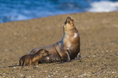 Mother and baby sea lion, Patagonia clipart