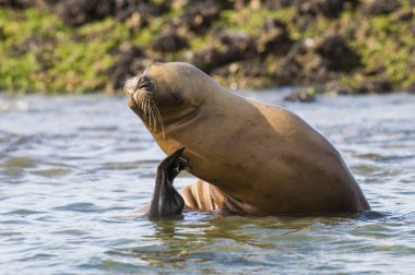 Sea lion, patagonia Argentina clipart