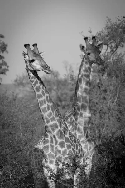 Naturskön Utsikt Över Giraffer Kruger National Park — Stockfoto