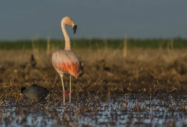 Flamingo Bird Patagônia Argentina — Fotografia de Stock