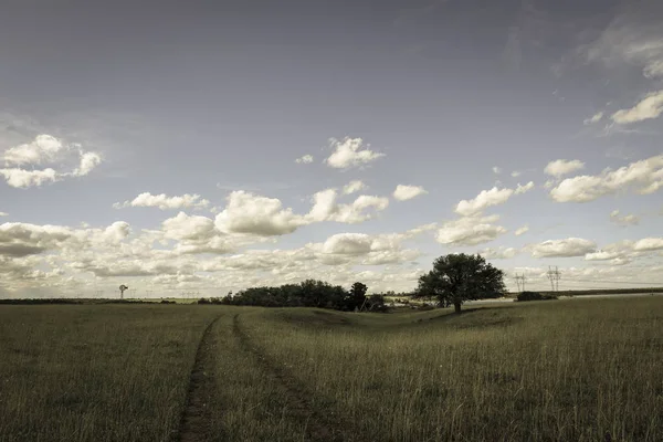 Feld Mit Wilden Blumen Und Bäumen Pampa Argentinien — Stockfoto