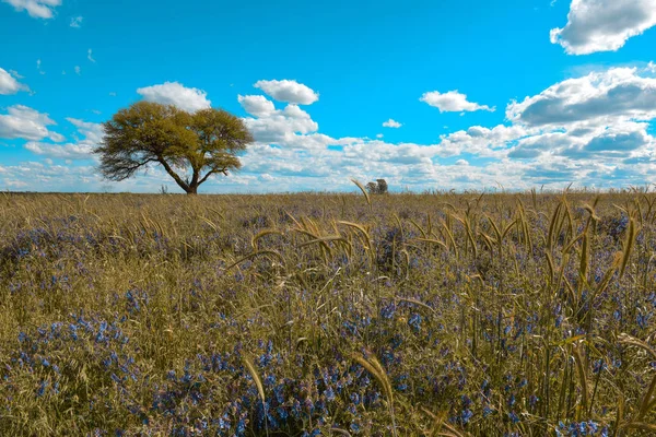 Paisagem Florida Pampa Argentina — Fotografia de Stock