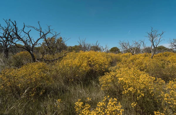 Цветочный Пейзаж Пампа Аргентина — стоковое фото