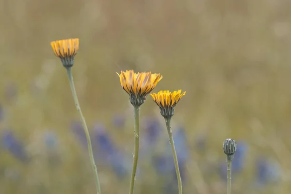 Gele Wild Flower Patagonië Argentinië — Stockfoto