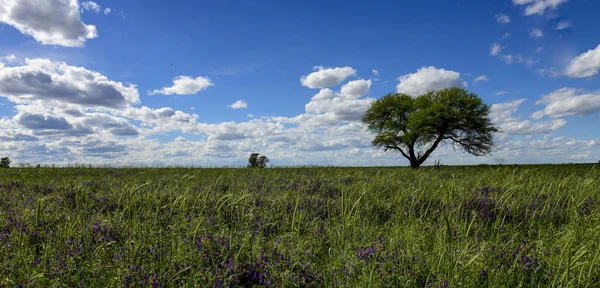 Blühende Landschaft Pampa Argentinien — Stockfoto