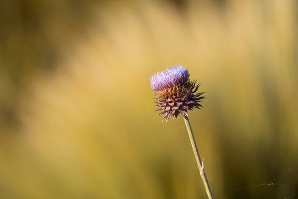 Gele Wild Flower Patagonië Argentinië — Stockfoto