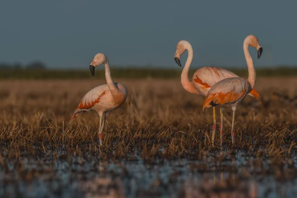 Flamants Roses Sur Marais Patagonie Argentine — Photo