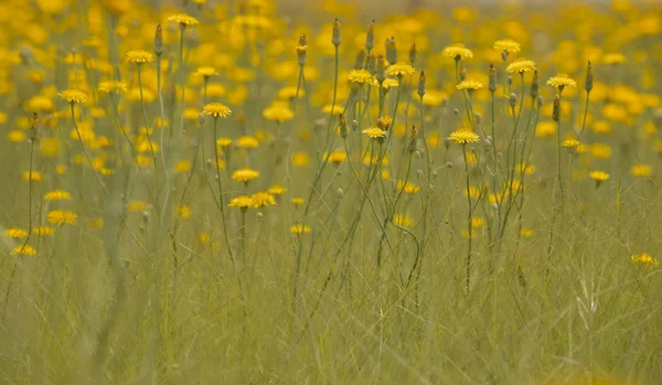 Žlutá Divoká Květina Patagonie Argentina — Stock fotografie