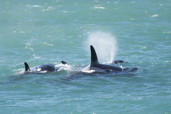 Orca Family Patagonia Argentina — Stock Photo, Image