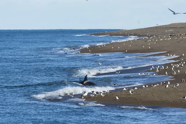 Orca Jagd Patagonien Argentinien — Stockfoto