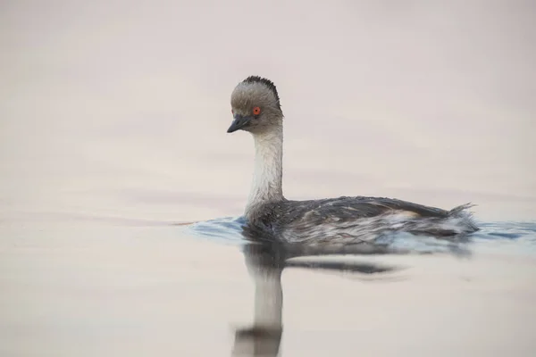 Grèbe Argenté Patagonie Argentine — Photo