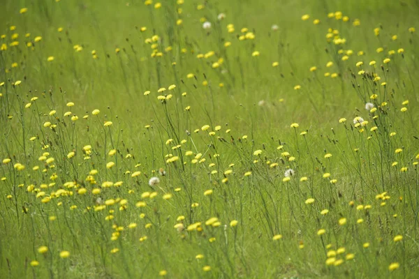 阿根廷巴塔哥尼亚的黄色野花 — 图库照片