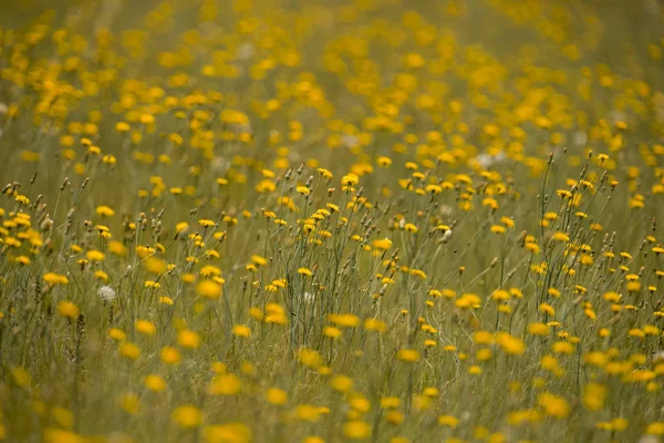 Fondo Flores Silvestres Patagonia Argentina —  Fotos de Stock