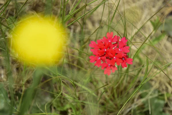 アルゼンチンのパタゴニアで赤の野生の花 — ストック写真