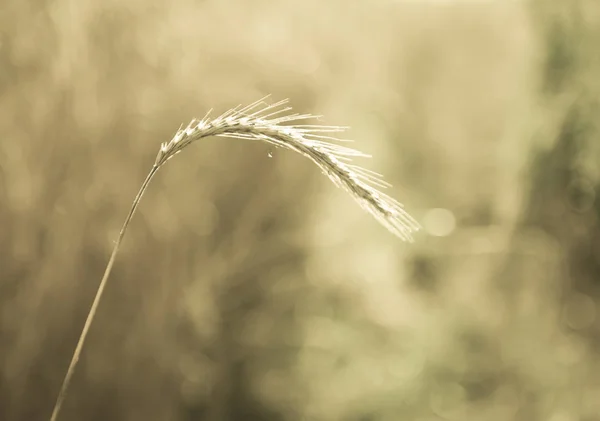 Vete Spike Spannmål Planterade Pampa Argentina — Stockfoto