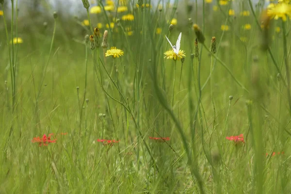 アルゼンチン パタゴニアの野生の花 — ストック写真