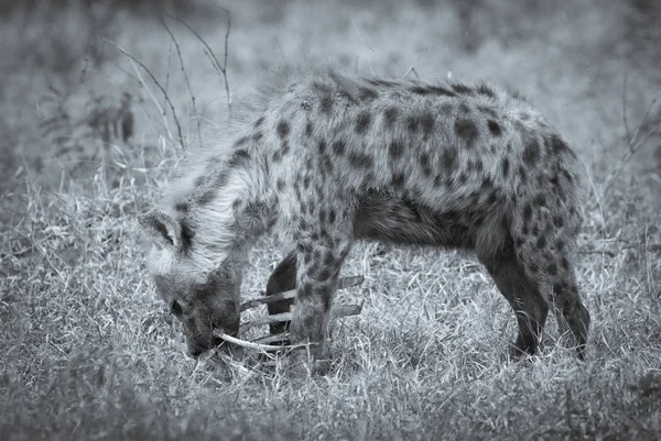 Datailní Pohled Hyena Krmení Afrika — Stock fotografie