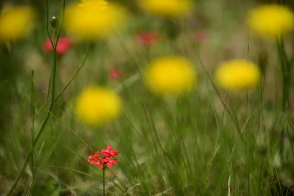 Czerwony Dziki Kwiat Regionie Patagonia Argentyna — Zdjęcie stockowe