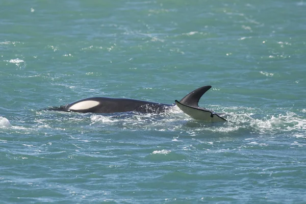 Familia Orca Patagonia Argentina — Foto de Stock