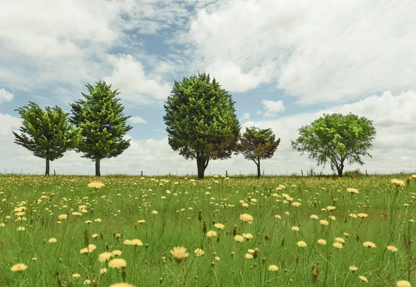 Blommig Landskap Pampa Argentina — Stockfoto