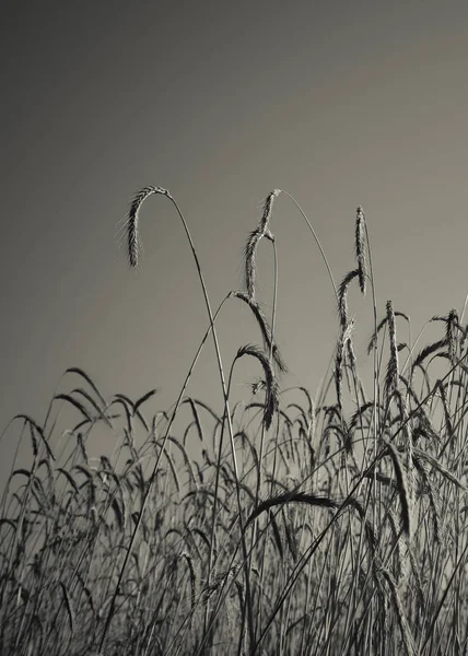 Vete Spikar Spannmål Planterade Pampa Argentina — Stockfoto