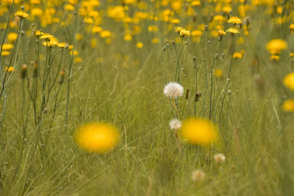 野生花卉背景在巴塔哥尼亚 阿根廷 — 图库照片
