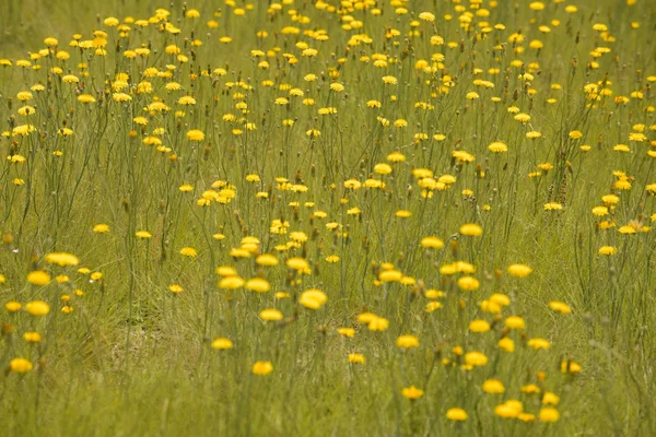 Fondo Flores Silvestres Patagonia Argentina — Foto de Stock