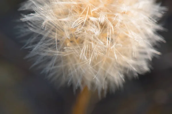 Sementes Dente Leão Flor Silvestre Patagônia — Fotografia de Stock