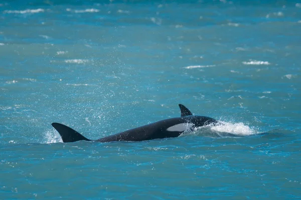 Familia Orca Patagonia Argentina —  Fotos de Stock