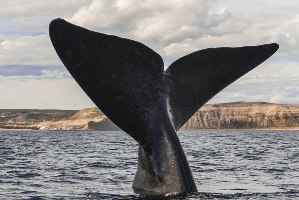 Baleine Noire Sohutern Espèces Voie Disparition Patagonie — Photo