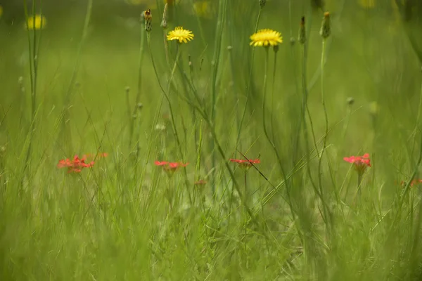 Wildblumen Patagonien Argentinien — Stockfoto