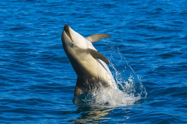Δελφίνι Άλμα Από Νερό Παταγονία — Φωτογραφία Αρχείου