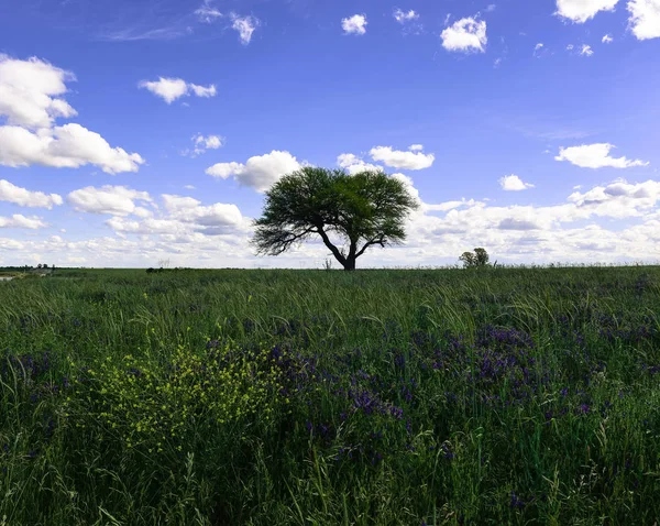 Blühende Landschaft Pampa Argentinien — Stockfoto