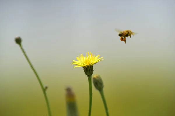 Biene Auf Einer Wildblume Patagonien — Stockfoto