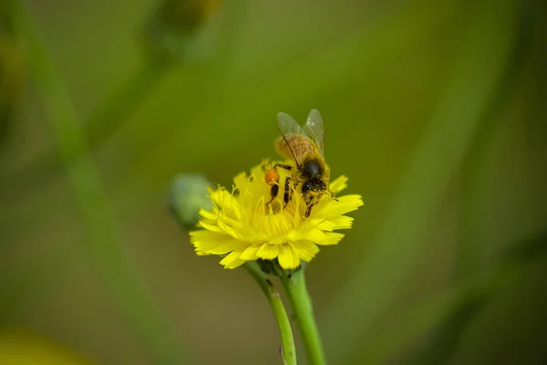 Biene Auf Einer Wildblume Patagonien — Stockfoto