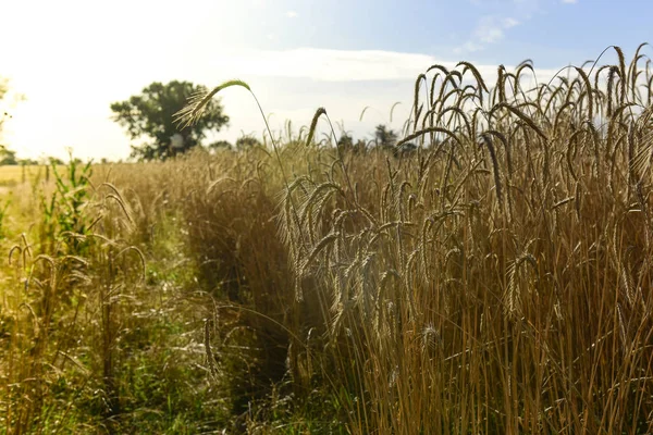 La Pampa, Argentina ekilen buğday sivri, Mısır gevreği