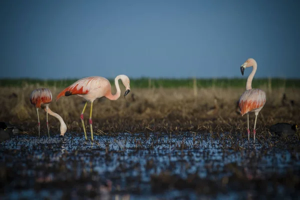 Flamingos Marsh Patagonien Argentina — Stockfoto