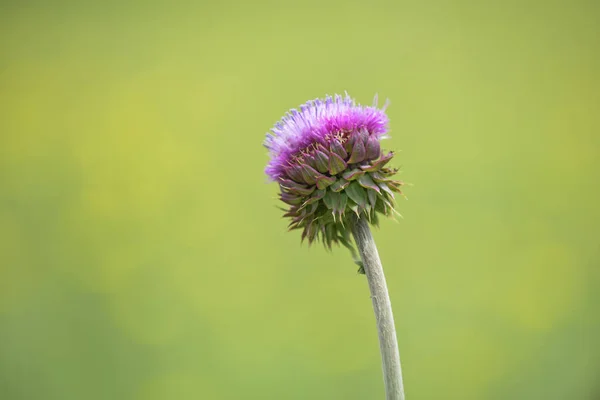 Flor Silvestre Espinosa Patagonia Argentina — Foto de Stock