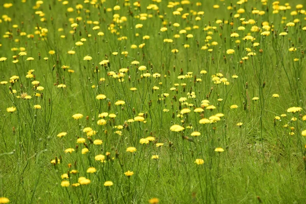 アルゼンチン パタゴニアの野生の花の背景 — ストック写真