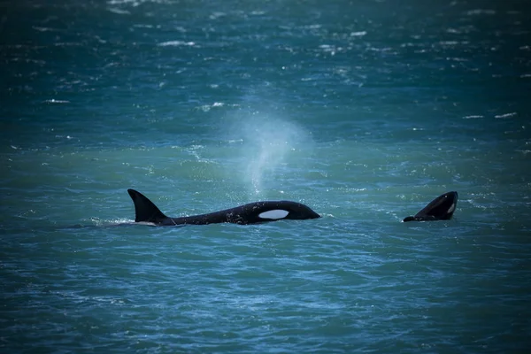 Orca Family Patagônia Argentina — Fotografia de Stock