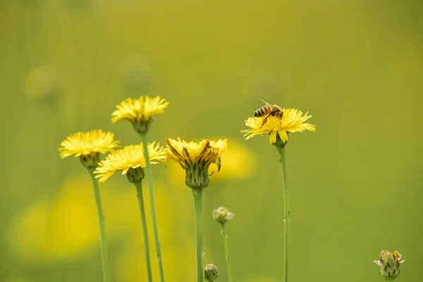 Biene Auf Einer Wildblume Patagonien — Stockfoto