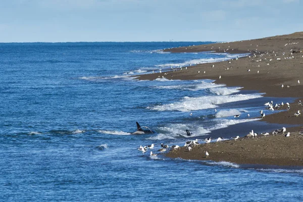 Orca Jagd Patagonien Argentinien — Stockfoto