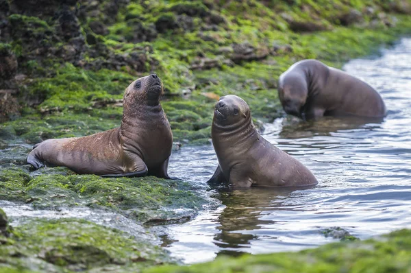 Leones Del Mar Patagonia Argentina — Foto de Stock