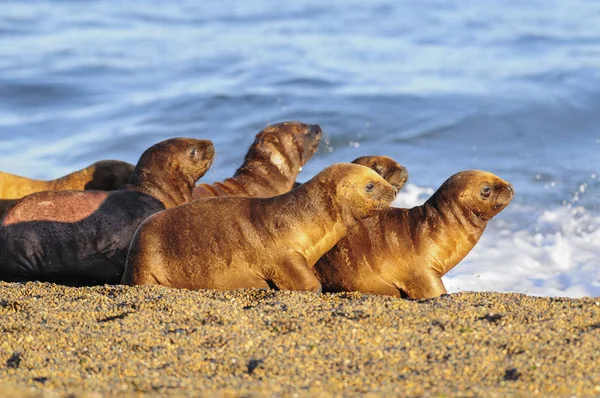 Leones Del Mar Patagonia Argentina — Foto de Stock