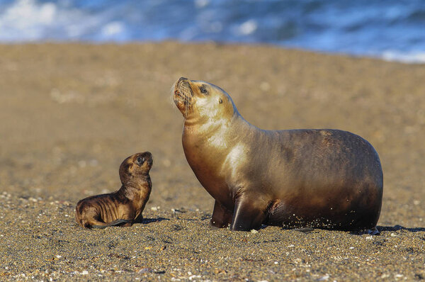 Mother and baby sea lion, Patagonia