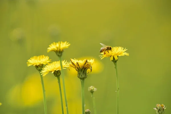 Biene Auf Einer Wildblume Patagonien — Stockfoto