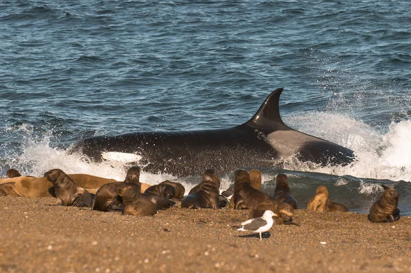Orca Риби Патагонії Аргентина — стокове фото