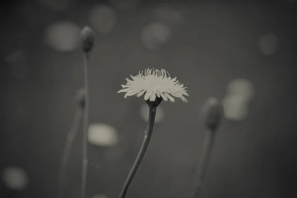 アルゼンチン パタゴニアの野生の花の背景 — ストック写真