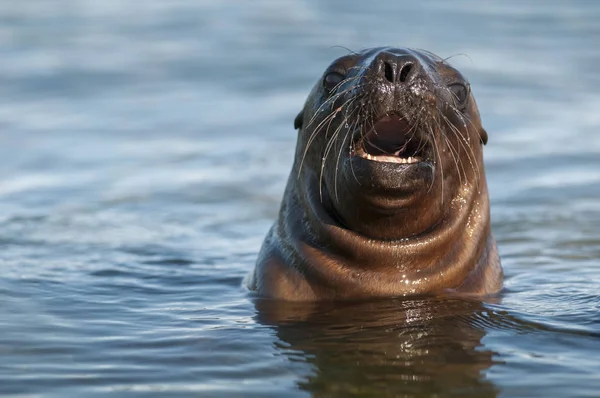 Leone Mare Bambino Patagonia Argentina — Foto Stock