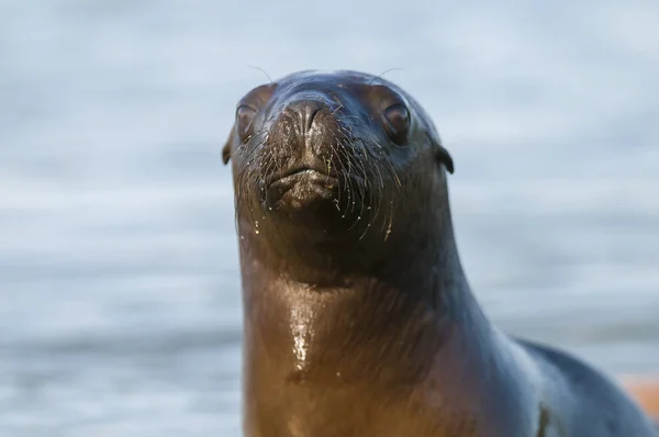 Bebé León Marino Patagonia Argentina — Foto de Stock